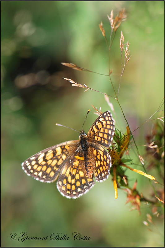 Melitaea ?